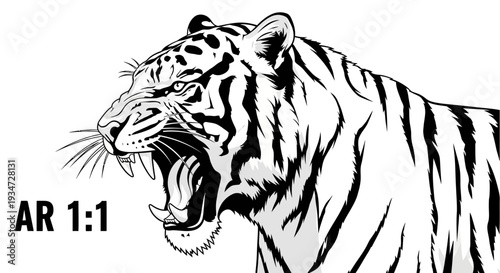 Tiger roaring with open mouth aggressively.