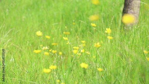 Close up view of yellow buttercup wildflowers growing in a fresh green meadow. Selective focus and soft background create smooth bokeh. 
