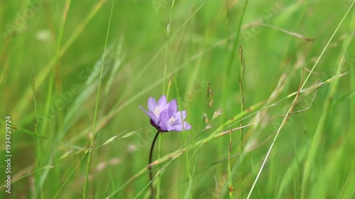 Purple wildflower swaying in green meadow grass with soft bokeh