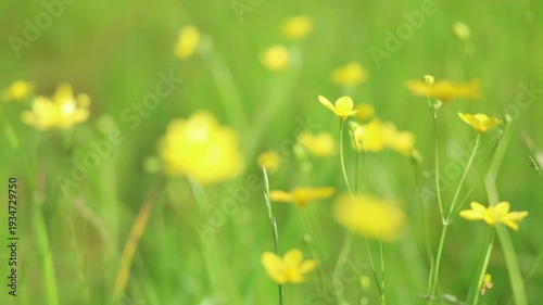 Close up view of delicate yellow wildflowers gently swaying in a green meadow. Soft natural light and shallow depth of field create a dreamy background with smooth bokeh. 