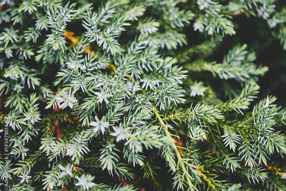 Fototapeta premium Close-up of Juniperus Squamata needles in natural outdoor setting
