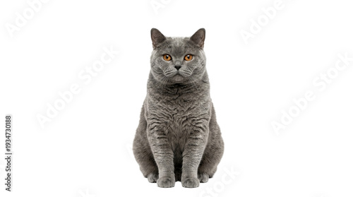 Grey Cat Sitting, Focused, Soft Lighting, Portrait Shot