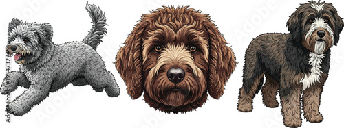 Barbet dog headshot portrait playful standing alert pose set