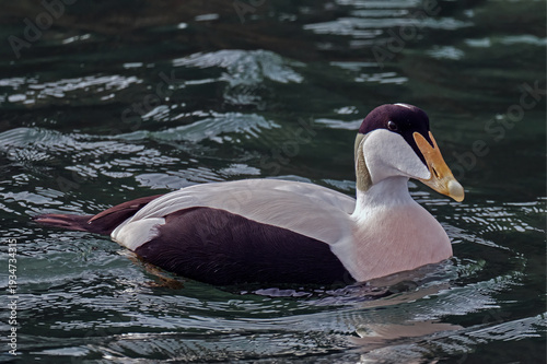 Eider Duck