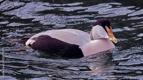 Eider Duck
