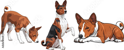 Basenji dog sniffing alert lying down sitting paw raised pose set