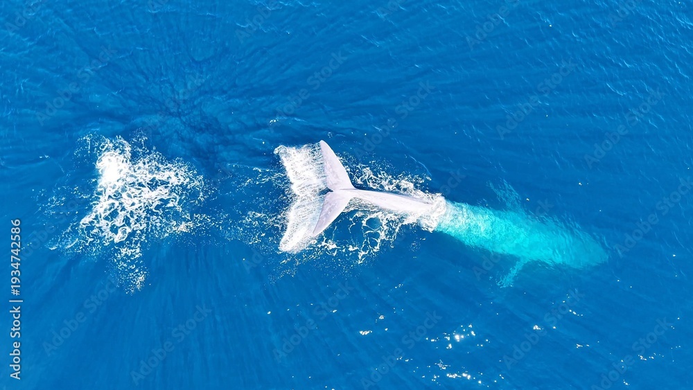Fototapeta premium Aerial views of Baja California, Mexico, showcasing the region’s extraordinary marine wildlife and coastal beauty. A majestic blue whale swims through deep blue waters while sea lions rest
