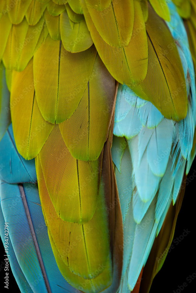 Obraz premium Close up of a beautiful Blue and Yellow Macaw (Ara ararauna)