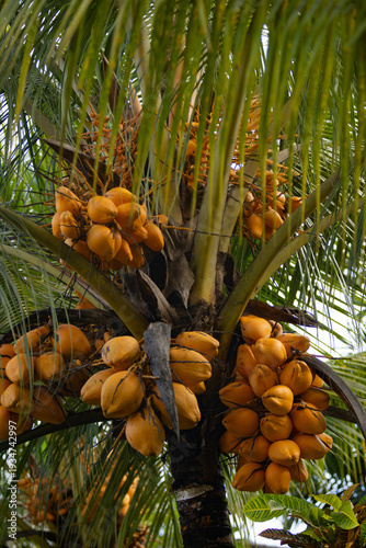 Coconuts on a palm tree. Fr...