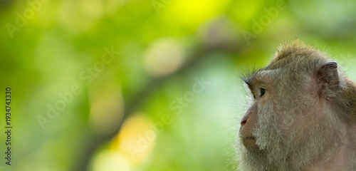 Photography Long-tailed macaque monkey in the Sacred Forest Sanctuary in Ubud, Bali, Indonesia