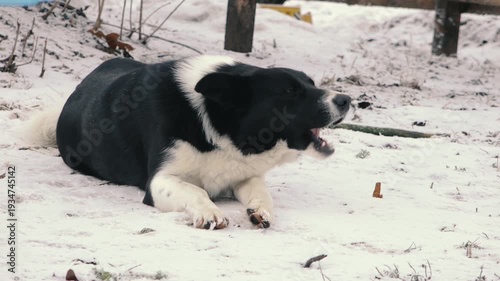 Black and white dog lying on snowy ground outdoors with mouth open, appearing to bark or pant. Winter setting with trees and light snow covering the landscape.