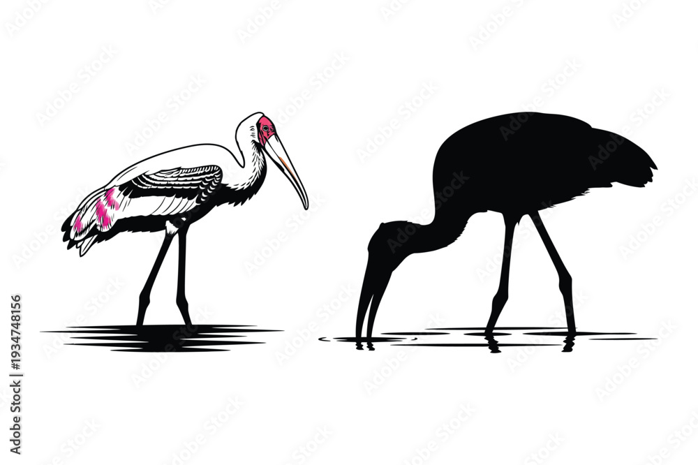 Fototapeta premium Stork and Ibis Illustration in Water