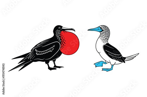 Frigatebird and Blue-footed Booby Illustration