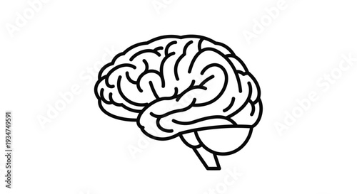 Brain Illustration for Science and Education.