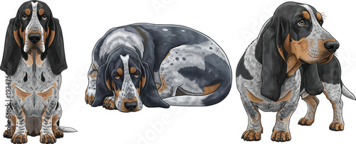 Blue Gascony Basset dog lying down sitting looking away pose set