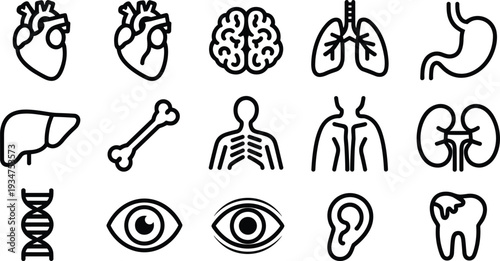 Human anatomy and medical organ line icons set, heart brain lungs liver kidney DNA isolated on white background