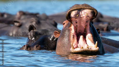 Check my teeth