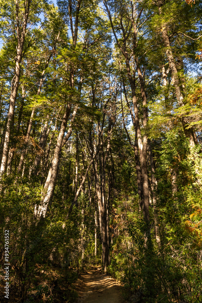 Fototapeta premium forest in autumn