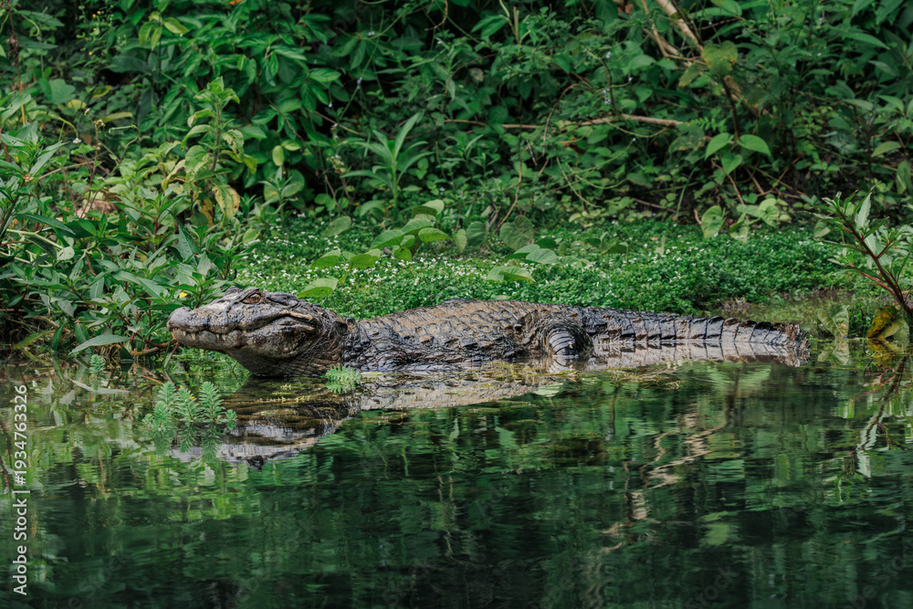 Fototapeta premium Yacare caiman (Caiman yacare) swimming in Pantanal wetland, Brazil