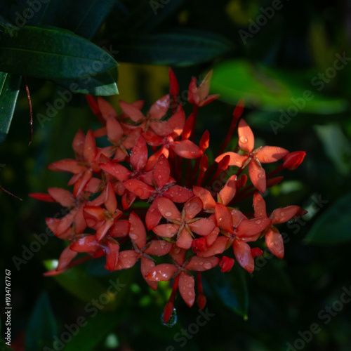 Pink and purple flower, traditional to the province of Guanacaste, Costa Rica