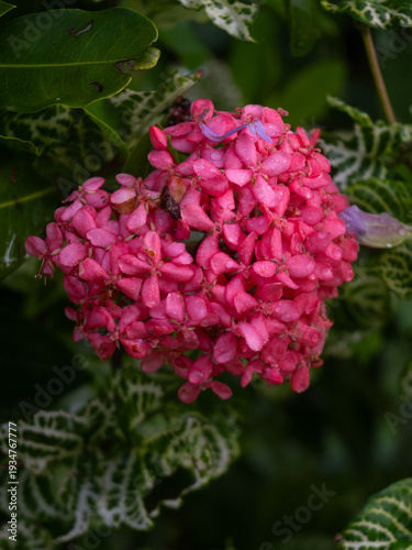 Pink and purple flower, traditional to the province of Guanacaste, Costa Rica