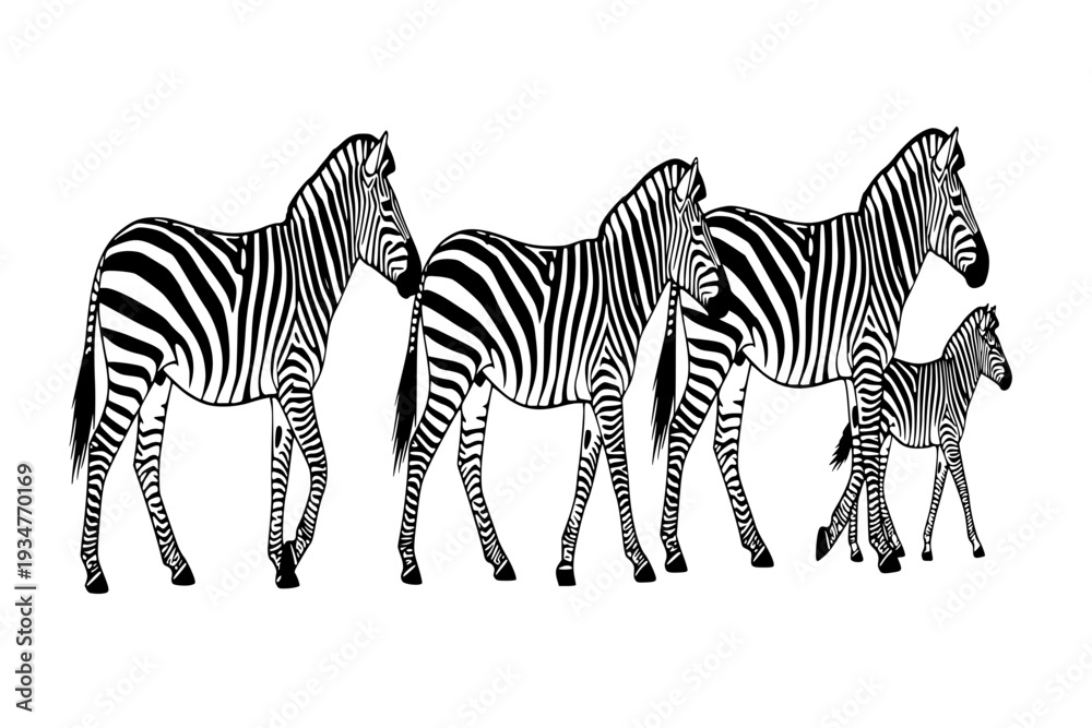 Fototapeta premium Elegant Zebra Herd Walking Stripes Pattern Baby Zebra Foal Safari Wildlife Black Vector Silhouette
