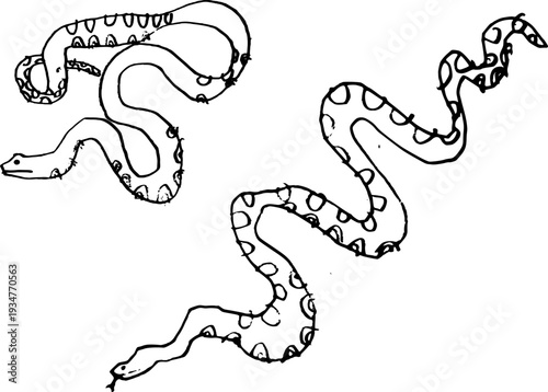 Amazonian anaconda snakes set. Rough pencil drawing of two snakes. Vector trace of Amazon wildlife reptiles.