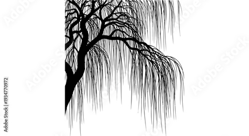 Weeping Willow Tree Silhouette Branch Silhouette Isolated Black White