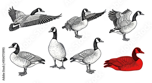 Canadian Geese Collection: Flying, Standing, and Resting Illustrations