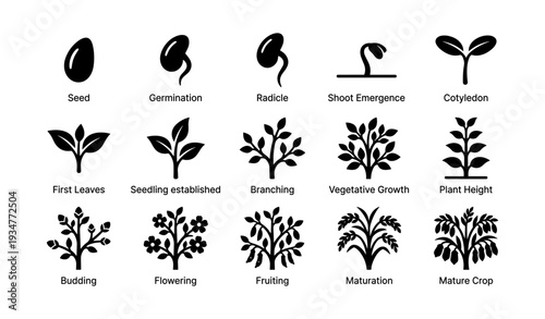 Stages of plant growth: seed to mature crop illustrated in icons