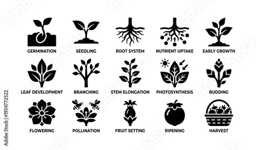 Plant growth stages: germination to harvest with seedling and photosynthesis