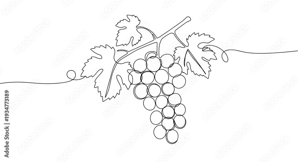 Fototapeta premium Outline vector illustration of grapevine with clusters of ripe grapes and green leaves isolated on a transparent background for use in wine-related designs and educational purposes