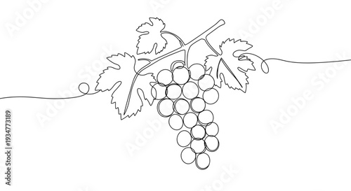Outline vector illustration of grapevine with clusters of ripe grapes and green leaves isolated on a transparent background for use in wine-related designs and educational purposes