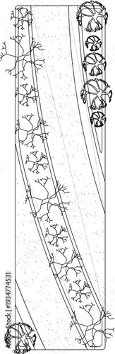 Technical landscape architecture plan showing narrow pathway or median strip with tree planting arrangement - bare branched trees on one side and mature canopy trees on the other.