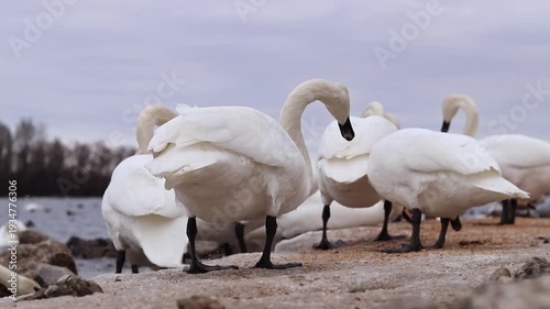 Close-up of swans eating grain on the bank near the river. Birds in winter, selective focus. Large beautiful white swans eat grain spilled on the ice in winter. Nature. Wild swans. Wild bird feeding p