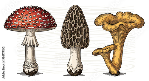 Three distinct types of mushrooms: Amanita, Morel, and Chanterelle, rendered in vintage style