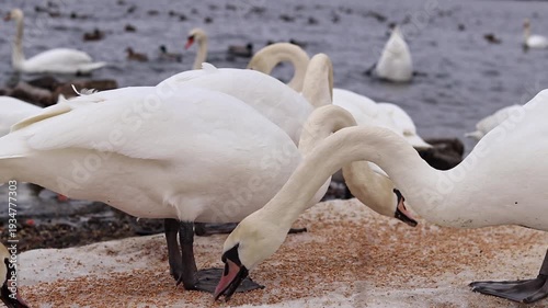 Close-up of swans eating grain on the bank near the river. Birds in winter, selective focus. Large beautiful white swans eat grain spilled on the ice in winter. Nature. Wild swans. Wild bird feeding p