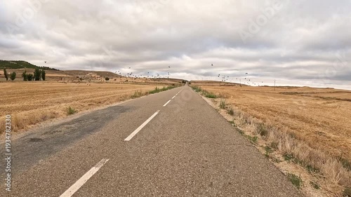 flock of birds on the BU-403 road leaving Castrillo Mota de Judios in direction to Itero del Castillo, province of Burgos, Castile and Leon, Spain 