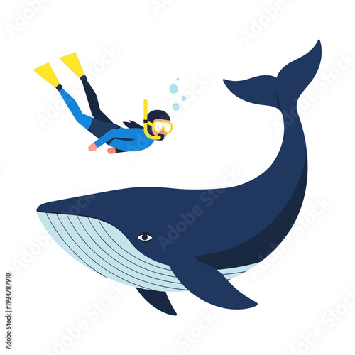 Scuba Diver Swimming Near Giant Blue Whale Underwater Ocean Scene