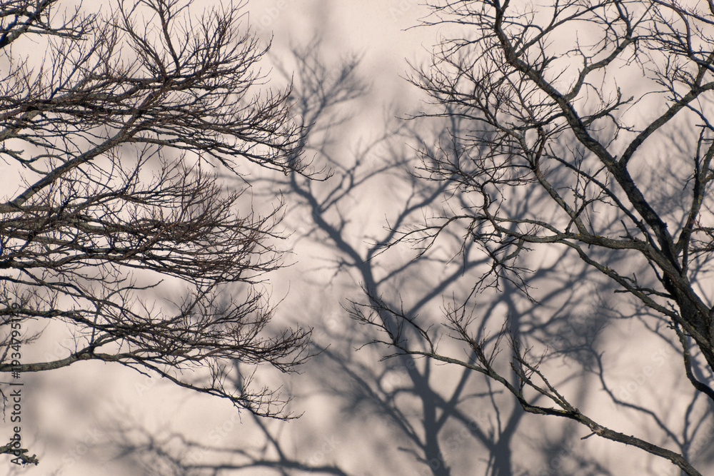 Obraz premium Intertwined bare branches creating complex shadows on wall