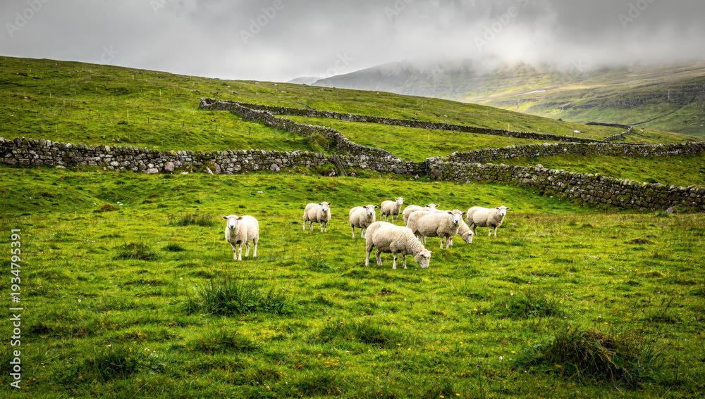 Fototapeta premium A group of sheep are eating grass in a green field. Stone walls run along the hills in the background. The sky is cloudy, making the scene look calm and fresh