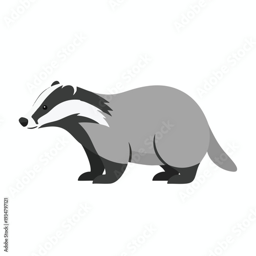 Gray Badger Animal Illustration