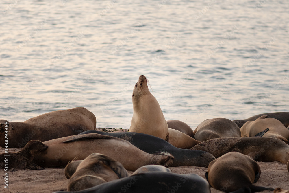 Fototapeta premium Colony of Galapagos sea lions resting on a sandy beach in the Galápagos Islands, Ecuador. One sea lion stands upright while others lie together near the ocean at sunset. Endemic marine mammals.