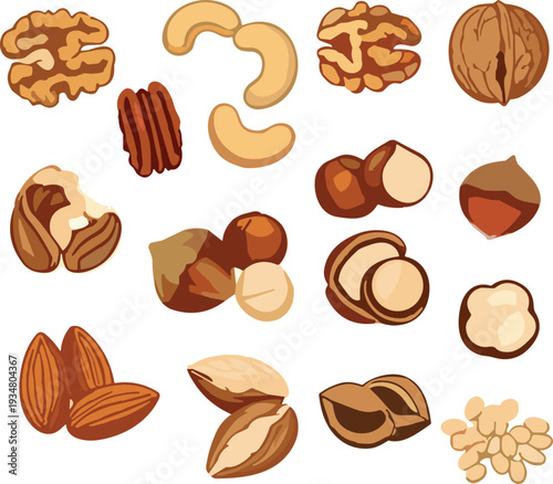 Assorted Nuts Collection Vector Illustration with Almond, Cashew, Walnut, Hazelnut and Pistachio Isolated on Background