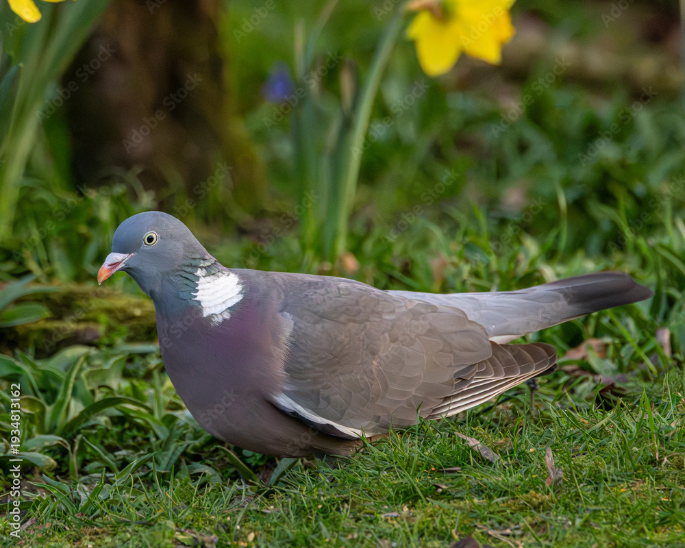 Fototapeta premium Wood pigeon in a spring garden. 