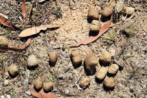Obraz na plátne Southern Hairy-nosed Wombat latrine in South AUstralian bushland