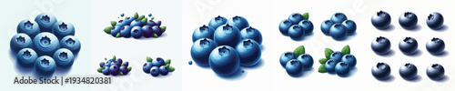 Blueberry Fruit Vector Illustration Collection