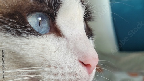 Foto The cat has a bright blue eye and a pink nose surrounded by fine fur