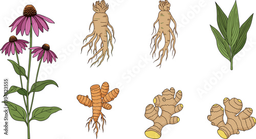 Medicinal Herbs and Roots Illustration Set with Echinacea, Ginseng, Turmeric, and Ginger Flat Art