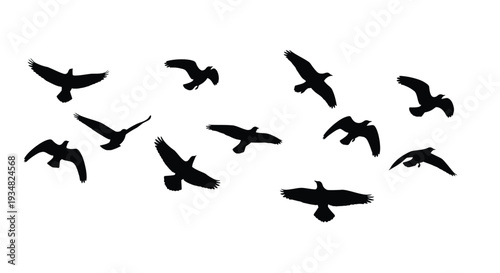 A flock of birds in flight against a white background silhouette